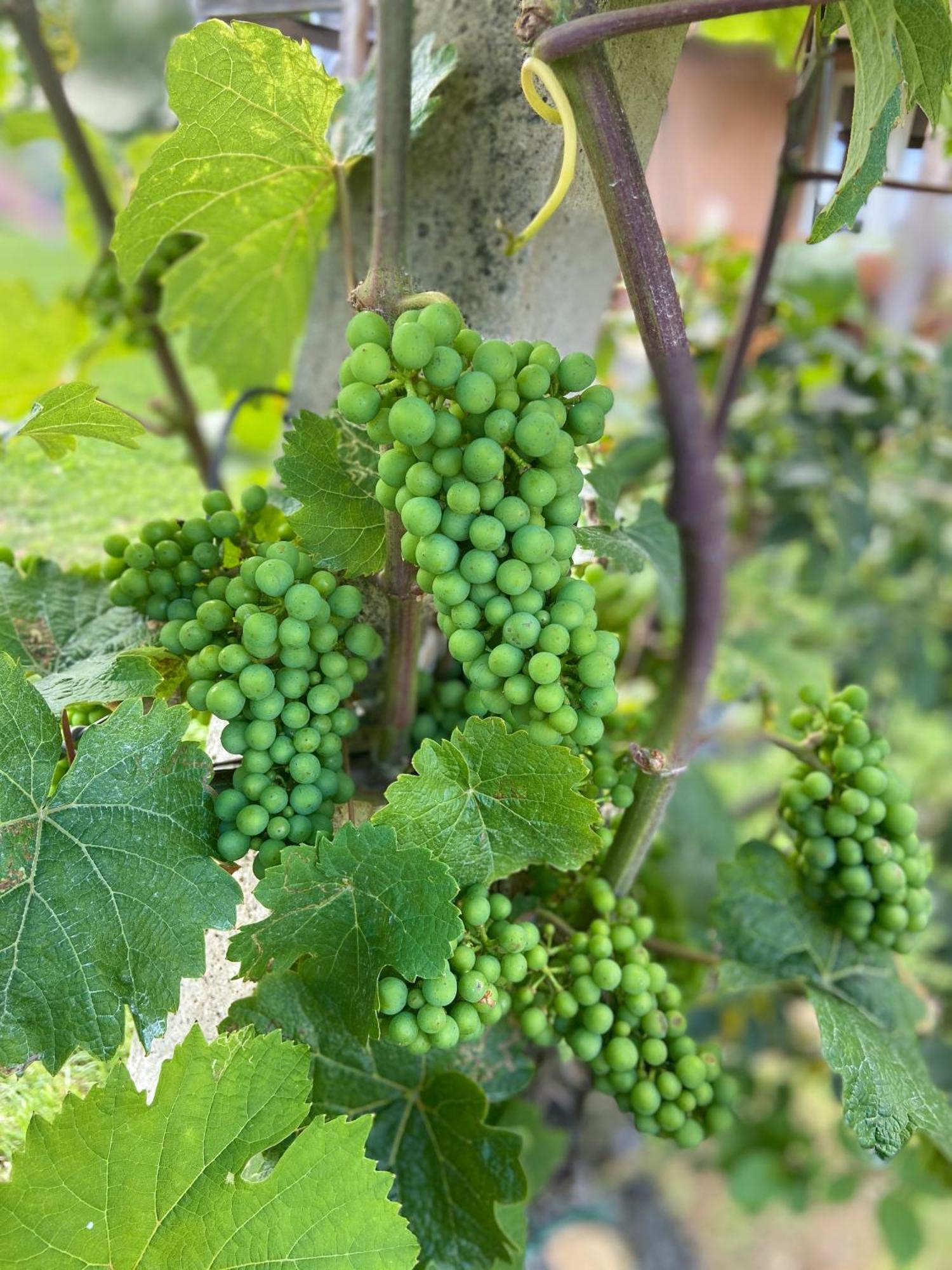 Zweytick Gaestezimmer Weingut Ratsch an der Weinstrasse Bagian luar foto