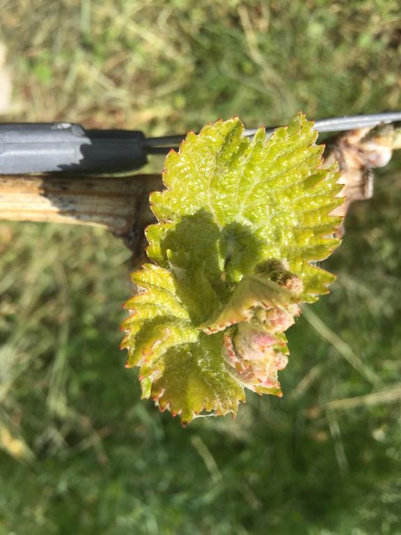 Zweytick Gaestezimmer Weingut Ratsch an der Weinstrasse Bagian luar foto
